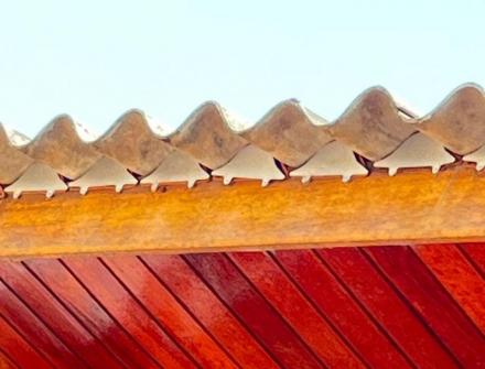 MORCEGUEIRAS em Juruena MT