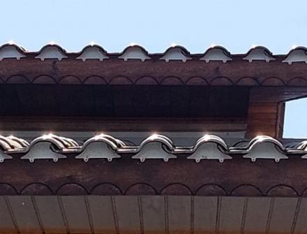 MORCEGUEIRAS em Juruena MT